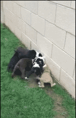 猫被狗围攻说我搞笑动图动物gif搞笑图片