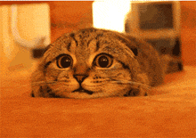 大眼睛的猫可爱动图动物gif搞笑图片