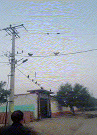 鸡走电线的搞笑动图动物gif搞笑图片