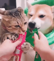 猫狗吃东西的动图动物gif搞笑图片