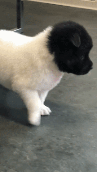 奇葩个性毛色的狗狗图动物gif搞笑图片