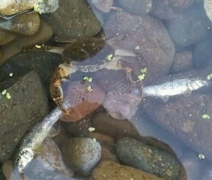 搞笑的螃蟹图片动物gif搞笑图片