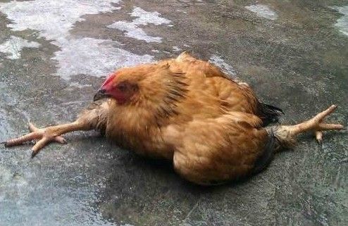 鸡劈叉的搞笑图片动物gif搞笑图片