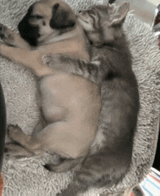 猫跟狗抱着睡的动图动物gif搞笑图片
