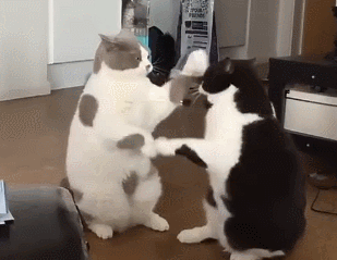 猫互相拍手的动图动物gif搞笑图片