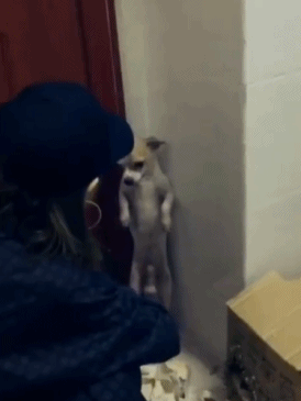 狗犯错被罚站的动图动物gif搞笑图片