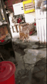 猫抓住老鼠的动图动物gif搞笑图片