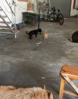 狗跟猫吵架的动图动物gif搞笑图片