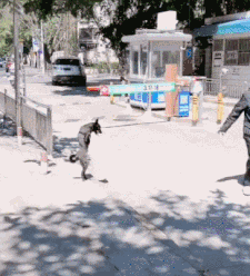 狗狗站立行走的动图动物gif搞笑图片