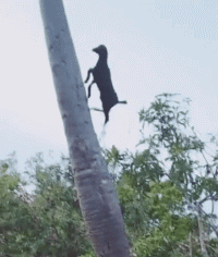 山羊爬树的动态图动物gif搞笑图片