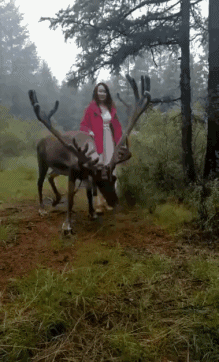 巨角鹿的动态图动物gif搞笑图片