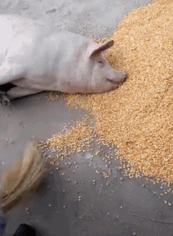 猪躺着吃东西的gif图动物gif搞笑图片