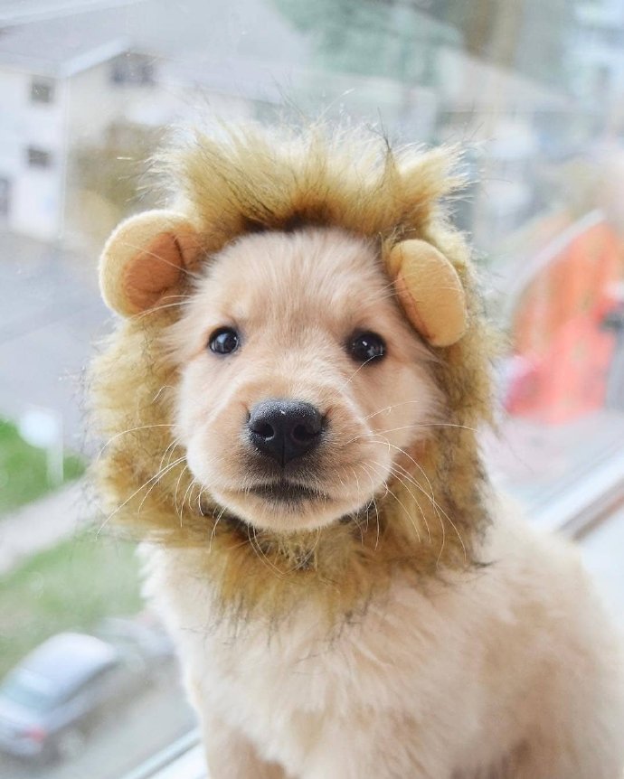 小狗cos狮子的图片动物gif搞笑图片