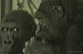 大猩猩的搞笑动图动物gif搞笑图片