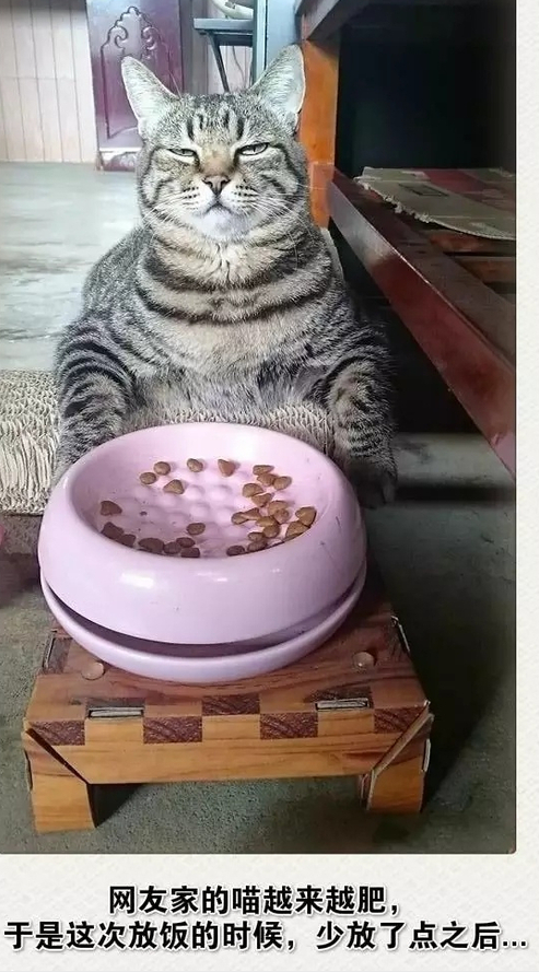 猫吃猫粮的搞笑图动物gif搞笑图片