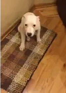 狗拍照微笑的动图动物gif搞笑图片