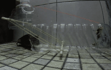 捕老鼠神奇动图动物gif搞笑图片