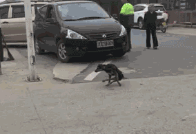 狗的搞笑走路姿势图动物gif搞笑图片