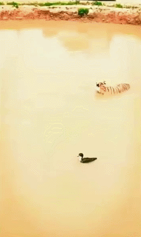 老虎捕猎的搞笑动图动物gif搞笑图片