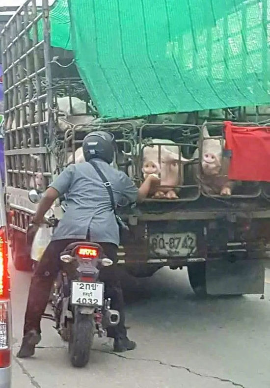 猪吃东西的搞笑图动物gif搞笑图片