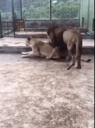 狮子交配的动态图动物gif搞笑图片