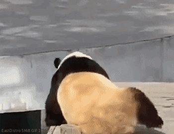 熊猫挠痒痒的动图动物gif搞笑图片