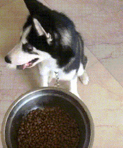 哈士奇吃饭的动图动物gif搞笑图片