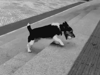 狗玩球的动图动物gif搞笑图片