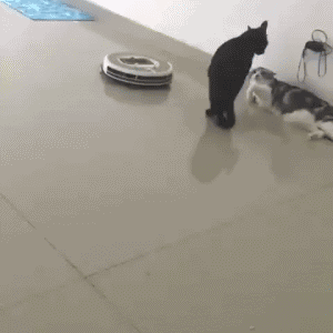 猫泡妞的搞笑动图动物gif搞笑图片