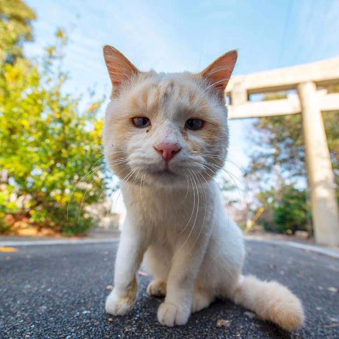 长得像李荣浩的猫图动物gif搞笑图片