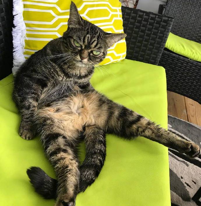 很凶的猫咪图片动物gif搞笑图片