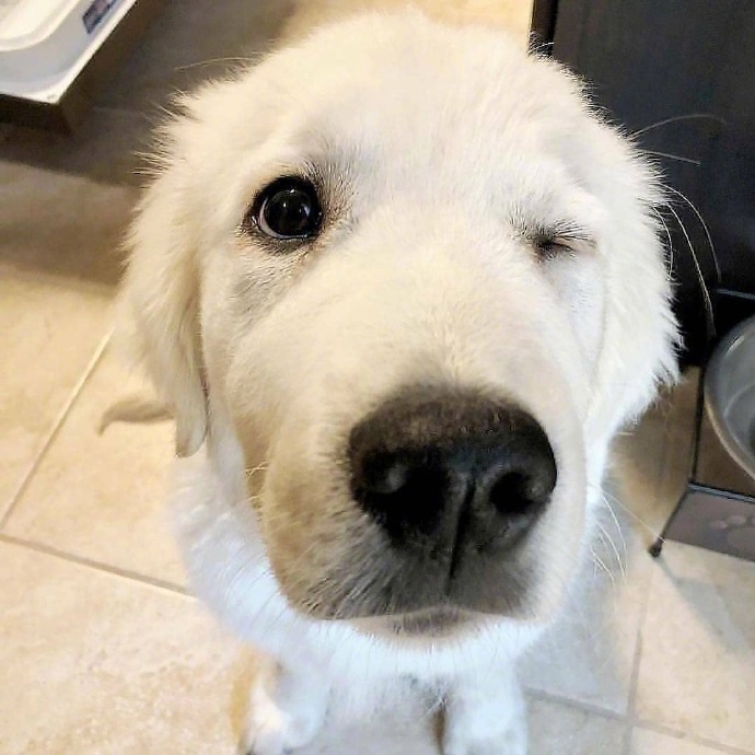 狗狗wink的图片动物gif搞笑图片