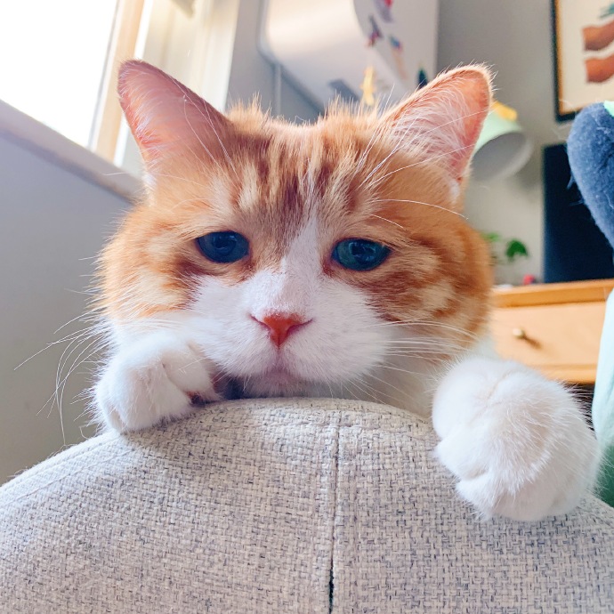 伤心难过的猫咪图片动物gif搞笑图片