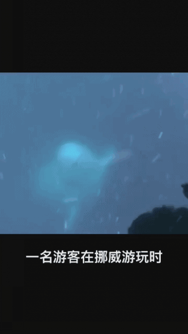 白鲸海中捡手机的动图动物gif搞笑图片