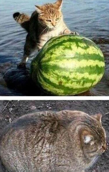 恶搞猫咪吃西瓜的搞笑图动物gif搞笑图片