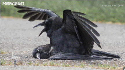 乌鸦交配的动态图动物gif搞笑图片