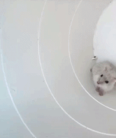 猫抓老鼠的动图动物gif搞笑图片