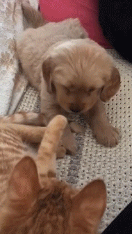 狗狗被猫扇巴掌的搞笑图动物gif搞笑图片