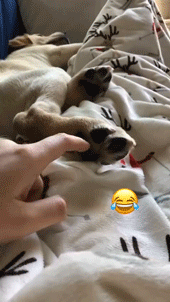 狗赖床的动态图动物gif搞笑图片