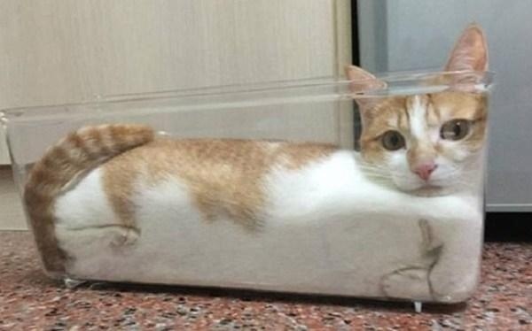 液体猫的搞笑图动物gif搞笑图片