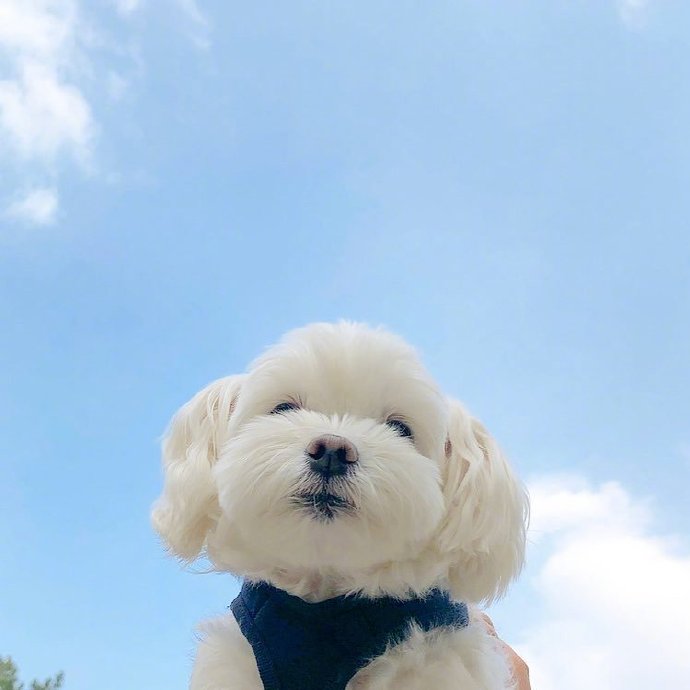 可爱的比熊高清微信头像动物gif搞笑图片