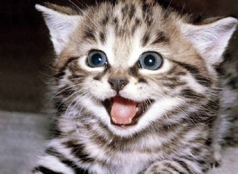 动物笑容的图片动物gif搞笑图片