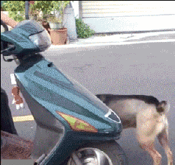 狗坐摩托车的动图动物gif搞笑图片