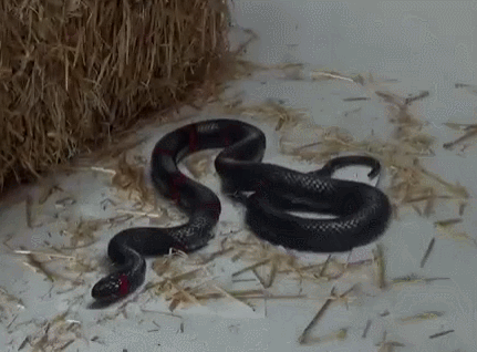 大神画蛇逼真动图动物gif搞笑图片