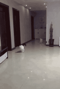 猫奔跑摔倒的动图动物gif搞笑图片