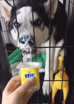 哈士奇喝酸奶的动图动物gif搞笑图片