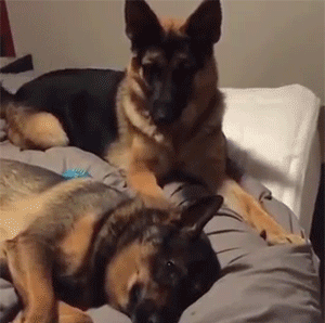 狗生气的动图动物gif搞笑图片