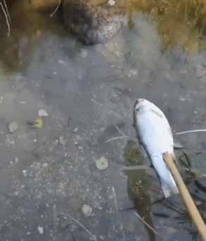 大鲵捕食的动图动物gif搞笑图片