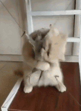 猫玩弄老鼠的搞笑动图动物gif搞笑图片