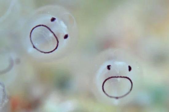 海鞘的幼体图片动物gif搞笑图片